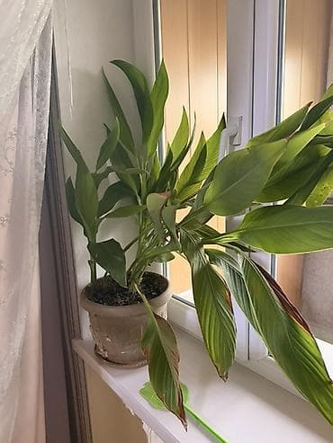 фиалки сортовые: Комнатные растения в горшках: 1) Молочай Миля (Euphorbia milii — 3