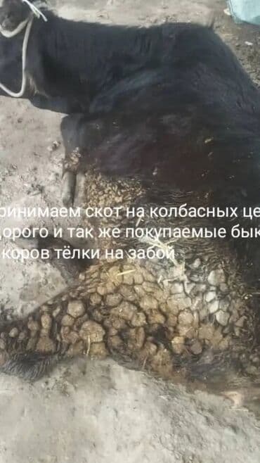 купить рыбу в аквариум: Продаю | Корова (самка), Бык (самец), Тёлка | Монбельярд, Айрширская, Джерсейская | На откорм, На забой, Для разведения | Привязанные — 1