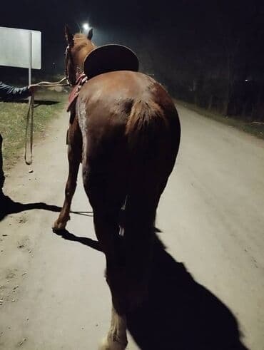 Иттер: Сатам | Байтал | Аргын | Жумушка — 3