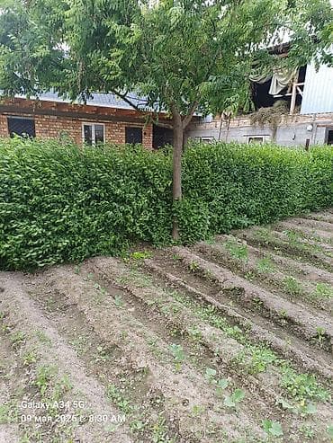 Самшит: Живая изгородь из быстрорастущих кустарников (вертикальный густой ряд — 2