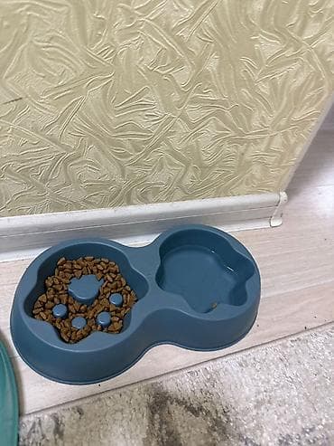 Кемирүүчүлөр: Срочно продаю собаку порода шпиц. 4 месяцево. Обучен дрессировкам — 4