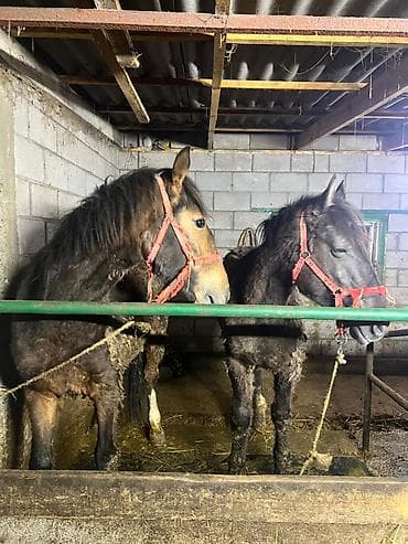 Иттер: Сатам | Байтал — 6