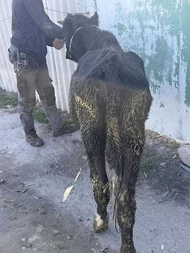 Ветеринар кызматы: Сатам | Бука (эркек) | Бордоп семиртүү үчүн | Байланган — 3