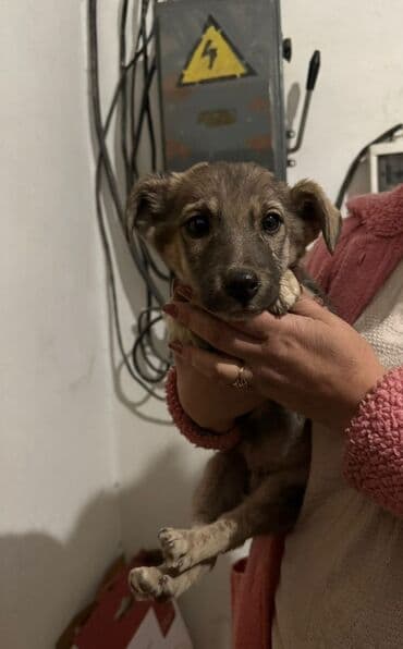 породистые щенки даром: Щенки метисы, возраст ориентировочно 2–3 месяца. Компактные, с — 2