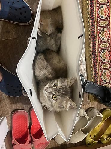 Продажа кошек: Отдаю котят в добрые руки. Тёплые, умные и очень домашние — станут — 2