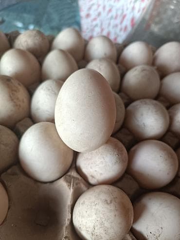 манти каскан: Куриные яйца инкубатырня сиавежй — 2