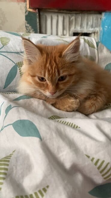 говорящий хомяк: Мейн-кун, 5 месяцев, Мальчик, Рыжий, Приучена к лотку — 1