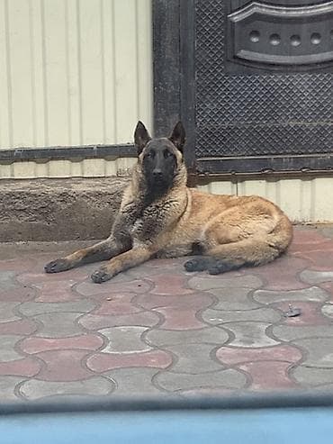 Ит бекер берем: Бельгийская овчарка (малинуа) Девочка 11 месяцев 16000 окончательно — 1