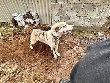 тайган кучуктор: Щенок алабая 6 месяцев 
- Пол:самка — 4