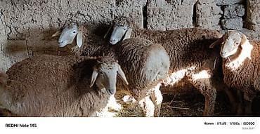 мал айдаган ит сатылат: Сатам | Козу | Көбөйтүү үчүн — 2