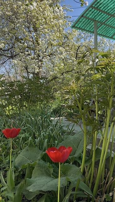 дача у речки: Продается дача с мансардой и подвалом в с.Байтик Отличная локация, в — 9