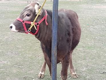 Аквариумдар: Сатам | Уй (ургаачы), Кунаажын | Швиц | Көбөйтүү үчүн, Сүт алуу үчүн | Асыл тукумдуу, Кысыр, Жасалма уруктандырылган — 5