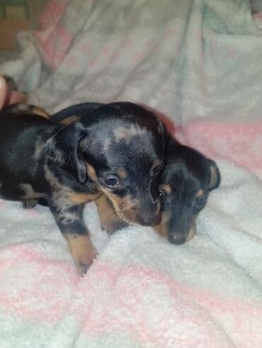 акустические системы panasonic колонка в виде собак: Такса, 1 месяц, Самка — 1