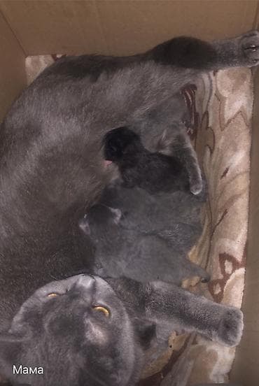 Котята от домашней кошки серого окраса. - Помёт однотонных