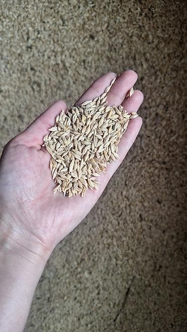 Семена злаковых культур (цельное зерно в шелухе) - Фракция