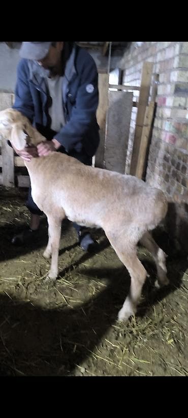 собака корги купить: Продаю | Овца (самка) | Для разведения | Племенные — 2