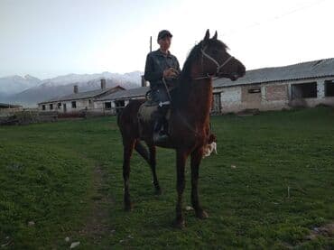 продаю породистых коров: Продаю | Конь (самец), Жеребец | Английская, Полукровка | Конный спорт, Для разведения, Рабочий | Племенные — 2