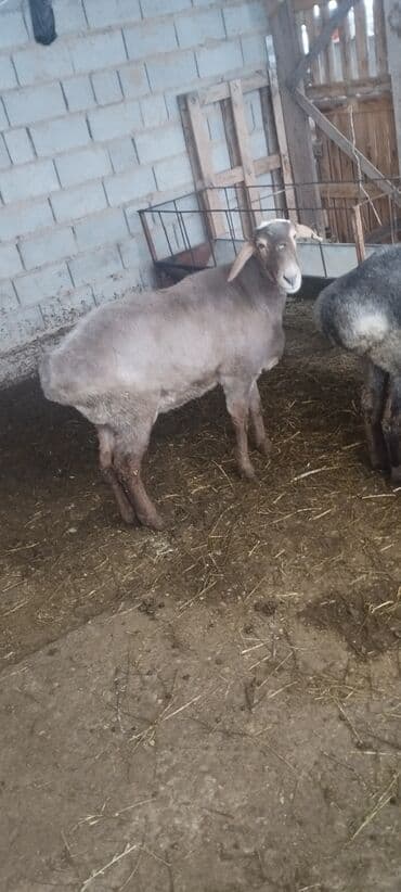 Сатам | Кочкор (эркек) | Союуга | Бычылган — 3