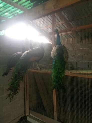 яйца павлина: Продаю взрослых индийских павлинов ❗ — 5