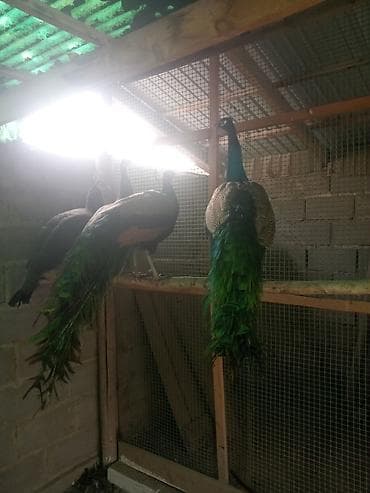 фазаны купить: Продам взрослых павлинов — 1