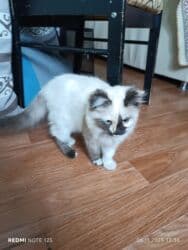 нашли кошку: 3 айлык, Ургаачы, Лотокко барууга үйрөтүлгөн — 1