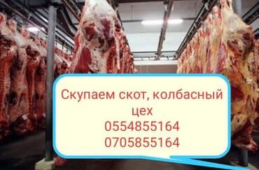 купить собаку объявления: Скупаем скот на мясо и вынужденный забой в колбасный цех!!! Этке уй — 1