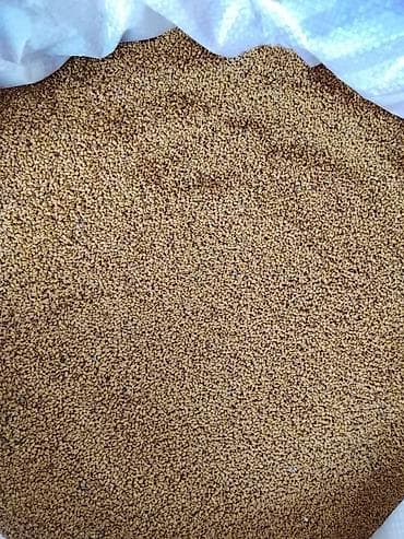 продаю куриц: Беде урук сатылат көп жылдык беде — 7