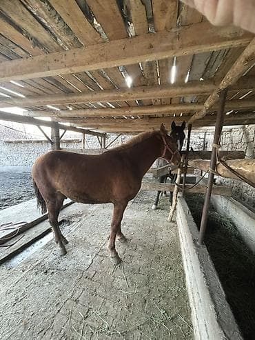 Продаю | Кобыла (самка) | Для разведения at lalafo.kg Продаю | Кобыла (самка) | Для разведения