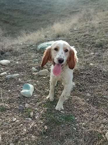 собака для охоты: Спаниель, 9 месяцев, Самец, С прививкой — 3