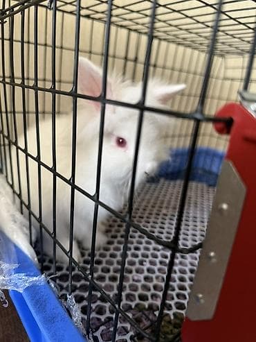 грызуны: Белый львиноголовый декоративный кролик с пушистой шерстью в — 2