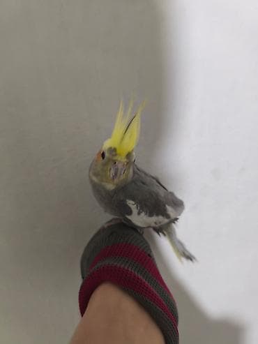 сеамская кошка: Корелла (нимфа) с клеткой и аксессуарами - Порода: корелла (нимфа) — 3