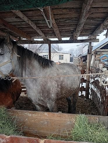 Кошки: Продаю | Конь (самец) | Рабочий — 2