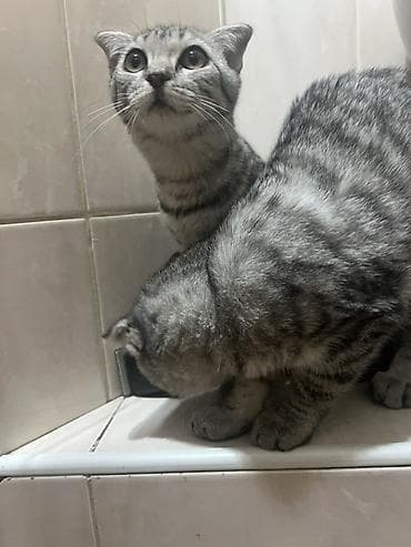 Мышыктар сатылат: Шотландские вислоухие котята (Scottish Fold) Шикарные чистокровные — 2