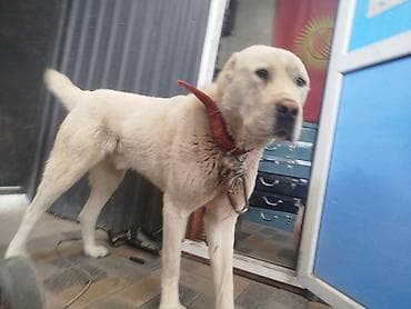 Алабай, 1 год, Самец