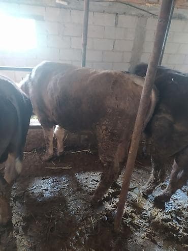 С/х животные и товары: Продаю | Бык (самец) | На откорм | Привязанные — 2