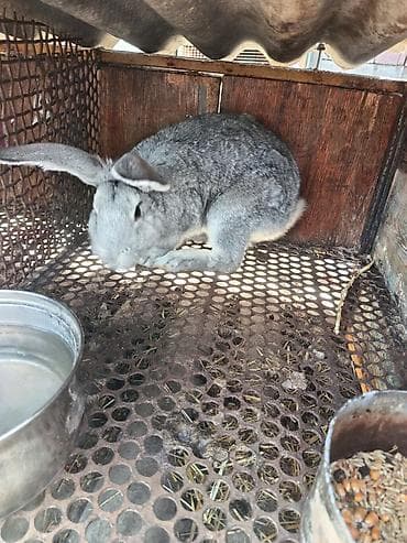 рэгдолл кошка купить: Продаю | Кролик самец | Фландр | Для разведения — 5