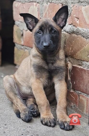 алабай кучугу: Чистокровгые щенки Бельгийской овчарки /МАЛИНУА/ из питомника — 1