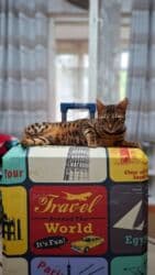 дом для хомяка: На бронь бенгальские котята,свободны две девочки,к переезду будут — 8