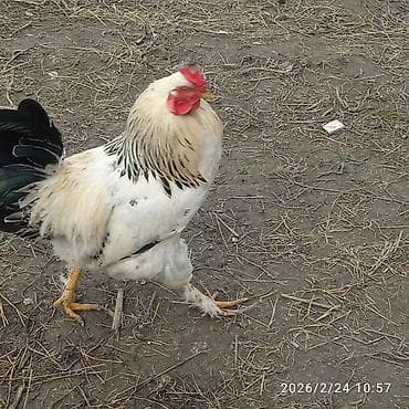 беде пирес: Продаю | Петух | Брама | Для разведения — 3