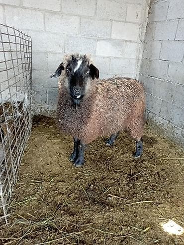 козлу кой: Продаю | Коза (самка), Козёл (самец) | Зааненская — 1