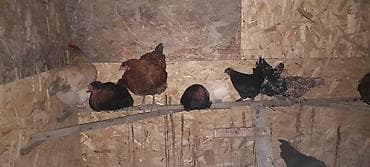 клетка курица: Продаю | Куры | Домашняя | Несушки — 4