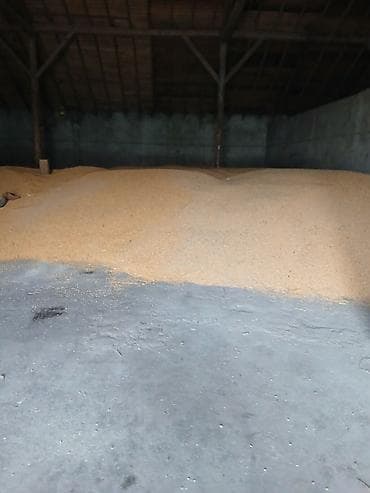 скупка вещи: Кукуруза зерно, оптом от 20 тонн и выше цена 25 сом за кило — 2