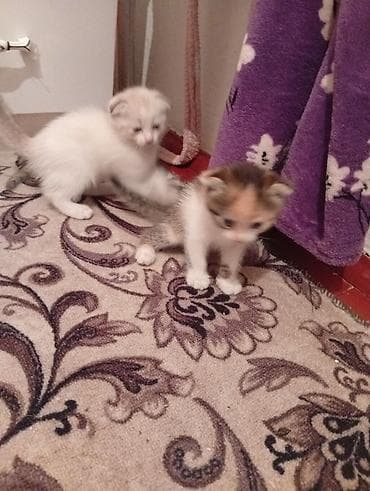 scottish fold: Котята, домашнее потомство. - Порода: беспородные (домашние). - — 5