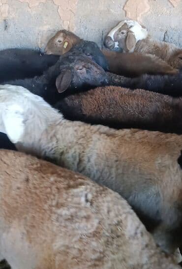 эркек ит: Сатам | Кочкор (эркек) | Гиссар | Союуга — 5