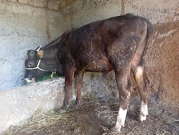 гуси линда: Продаю | Бык (самец) | На откорм | Привязанные — 4