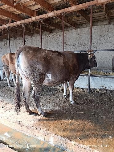 карова швицкая: Продаю | Корова (самка), Тёлка | Швицкая | Для разведения, Для молока | Стельные, Привязанные — 3