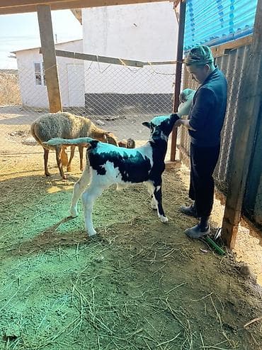 бодоно сатып алам: Продаю | Музоо, торпок | Для молока | Искусственник — 9