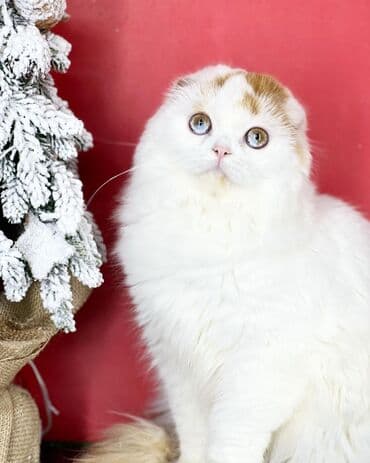 Скотиш Фолд (Шотландская вислоухая), 2 года, Девочка, Красный