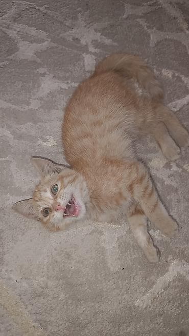 Отдадим в добрые руки игривых, прекрасных котят. Им 3 месяца, едят — 6