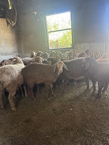 бельгийская овчарка: Продаю | Овца (самка), Ягненок | Полукровка, Арашан | На забой, Для разведения, Для шерсти | Ярка, Ягнившаяся — 4